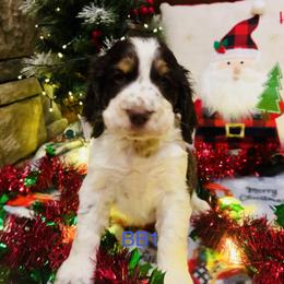 BB1 - Liver white and tan male English Springer Spaniel puppy in Britton, South Dakota from K&S Canines