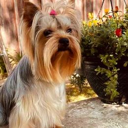 "ZOOMING" ZOE - Yorkshire Terrier