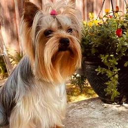 "ZOOMING" ZOE - Yorkshire Terrier