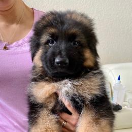 German Shepherd Puppies from Broward Shepherds