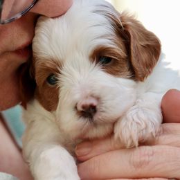 King Henry - Blenheim male Cavapoo puppy in Mouth Of Wilson, Virginia from HoneyBunn Doodle Co.