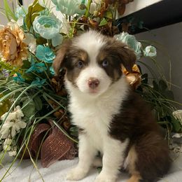 Birch - Red & white male Miniature Australian Shepherd puppy in Oroville, Washington from High Mountain Aussies