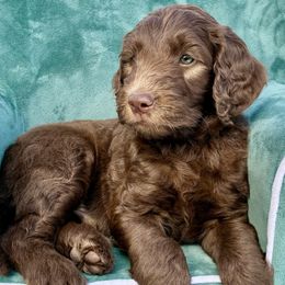 Macaron - Chocolate male Goldendoodle puppy in De Bary, Florida from Lena’s “Christmas Cookies”