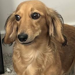 Dachshunds from az.doxie_plug