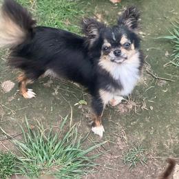 Pika - Chihuahua