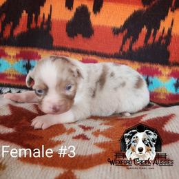 Girl 3 - Red merle female Australian Shepherd puppy in Harpers Ferry, Iowa from Wexford Creek Aussies, LLC