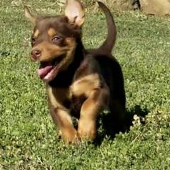 Australian Cattle Dog and Australian Kelpie Puppies from Carben Copy