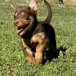 Australian Cattle Dog and Australian Kelpie Puppies from Carben Copy