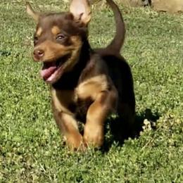 Australian Cattle Dog and Australian Kelpie Puppies from Carben Copy