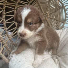 Blitzen - Red tri-color male Australian Shepherd puppy in Grants Pass, Oregon from Carmel Mountain Aussies