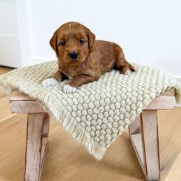 SPARKLE - Red  female Goldendoodle puppy in Bell Buckle, Tennessee from Precious Puptown Doodles