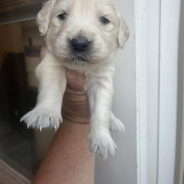 Light blue - Light golden male Golden Retriever puppy in Jesup, Georgia from Painted Platinum Retrievers (Painted Platinum Kennel) PPK