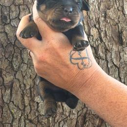 Orange collar (girl) - Black and mahogany female Rottweiler puppy in Industry, Illinois from KDKs Kennels