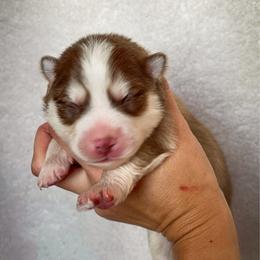 Chowder - Chocolate male Pomsky puppy in Mc Minnville, Oregon from West Coast Pomskies