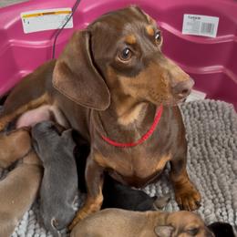 Tootsie - Dachshund