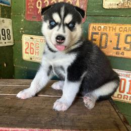 Rocky - Black and white male Siberian Husky puppy in Burnsville, North Carolina from Peterson Puppies