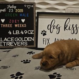 Boy 4 - Light golden male Golden Retriever puppy in Montoursville, Pennsylvania from Wallace Golden Retriever's