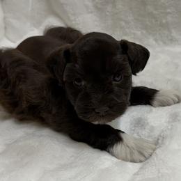 Liver Boy - Liver male Miniature Schnauzer puppy in San Augustine, Texas from My Little Schnauzer Pals