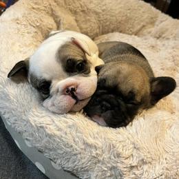 French Bulldog Puppies from Foster Lake Frenchies