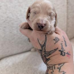 Amos - Cream male Dachshund puppy in Barnard, Missouri from KB Doxies