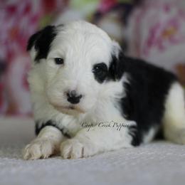 Esme - Black and white female Sheepadoodle puppy in Lowry City, Missouri from Cooper Creek Puppies