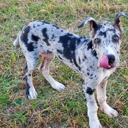 Great Dane Puppies from Windy Ridge Danes