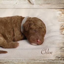 Poodle Puppies from Red Barn Moyen Poodles