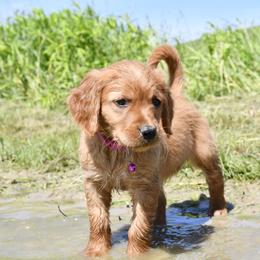 Girl 2 - female Golden Retriever puppy in Milan, Tennessee from Ivy League Golden Retrievers