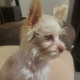 Lilah - Yorkshire Terrier