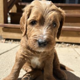 Mr. Brown - Chocolate male Goldendoodle puppy in Monument, Colorado from Hilltop Goldendoodles