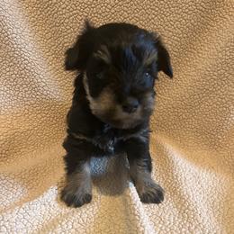 Matthew - Black and silver male Miniature Schnauzer puppy in Crestview, Florida from 850Schnauzers