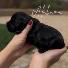 Alabama AKC - Black male Miniature Schnauzer puppy in Victorville, California from West Coast Royal Miniature Schnauzer