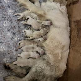 Golden Retriever puppies from Happy Tails Family Farm