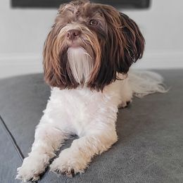 Amos - Havanese