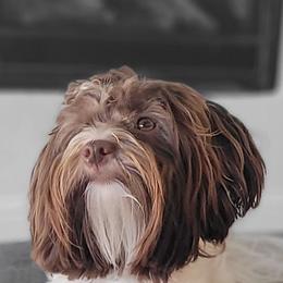 Amos - Havanese