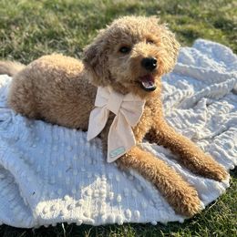 Remi - Goldendoodle