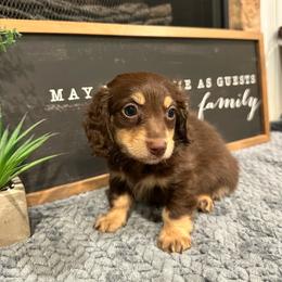 Ollie - Chocolate and cream male Dachshund puppy in Stilwell, Oklahoma from B & K Dachshunds