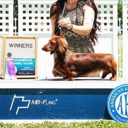 Maren - Dachshund