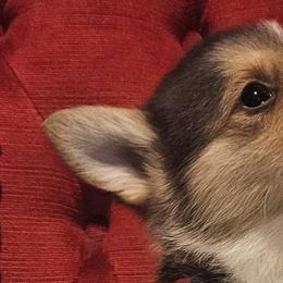 Pembroke Welsh Corgis from Holloway Corgis
