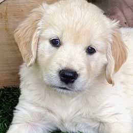 Golden Retriever Puppies from Mountain Sky Goldens