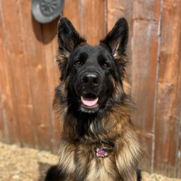 Sachi - German Shepherd