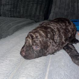 Kobe - Brown male Poodle puppy in Matteson, Illinois from Chitownpupz