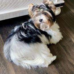 Biewer Terrier Puppies from Petit Bijou