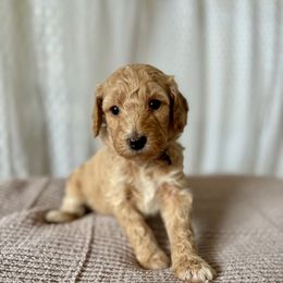 Purple collar female - Apricot female Goldendoodle puppy in Christiana, Tennessee from Rechlicz Family Doodles