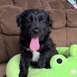 Bear - Black & white male Miniature Australian Shepherd puppy in Cumberland, Wisconsin from Homestead Doxies & Shepherds LLC