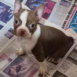 LUCY - Red female Boston Terrier puppy in Anderson, South Carolina from Lola’s House of Bostons & Rescue