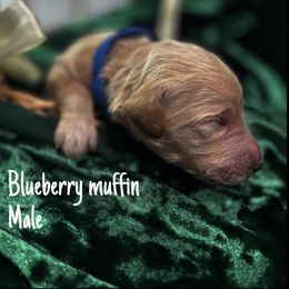 Blueberry muffin - Apricot Goldendoodle puppy in Stafford, Virginia from RVM Doodles