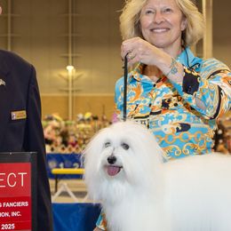 Cotons de Tulear from Musique Cotons