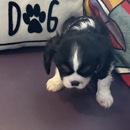 Cavalier King Charles Spaniels from DunEakins Cavaliers