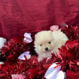 Cooper - Cream male Pomeranian puppy in Longview, Washington from Mckee's Pomeranians